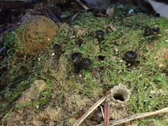 Pseudoplectania nigrella