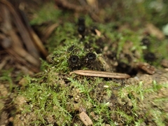 Pseudoplectania nigrella