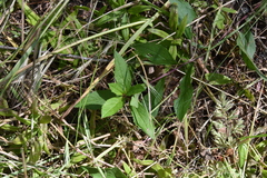 Eurybia radulina