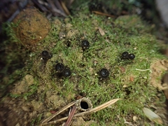 Pseudoplectania nigrella