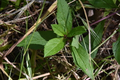 Eurybia radulina