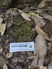 Pseudoplectania nigrella