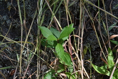 Eurybia radulina
