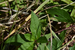 Eurybia radulina