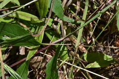 Eurybia radulina