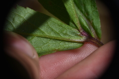 Eurybia radulina