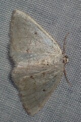 Lomographa glomeraria