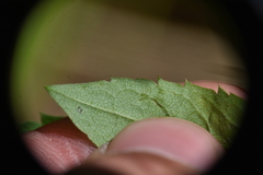 Eurybia radulina