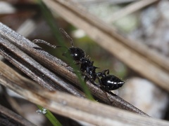 Crematogaster pilosa