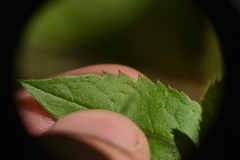 Eurybia radulina