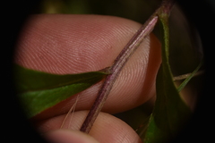 Eurybia radulina