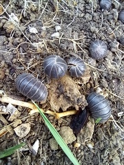 Armadillo officinalis