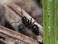 Crematogaster pilosa