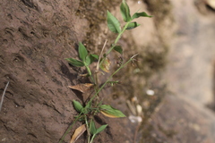 Oplismenus hirtellus