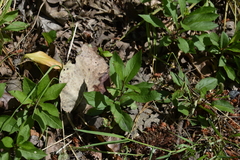 Eurybia radulina