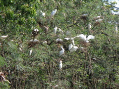Bubulcus ibis