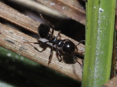 Crematogaster pilosa
