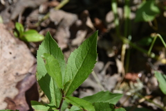 Eurybia radulina