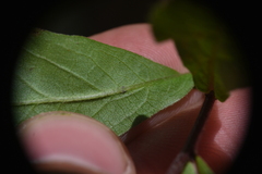 Eurybia radulina