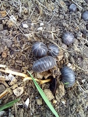 Armadillo officinalis