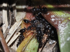 Crematogaster pilosa