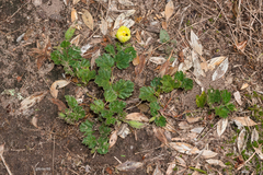 Cienfuegosia sulphurea