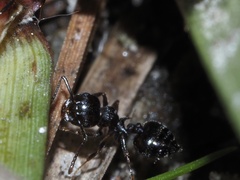 Crematogaster pilosa