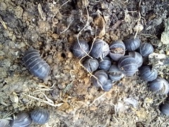 Armadillo officinalis