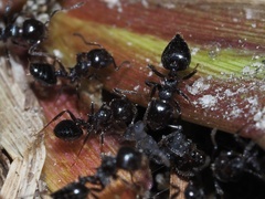Crematogaster pilosa