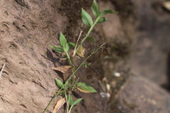 Oplismenus hirtellus