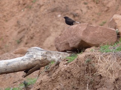 Oenanthe leucura