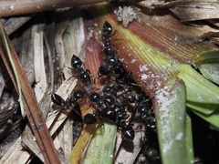 Crematogaster pilosa