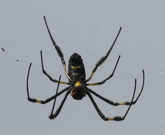 Trichonephila senegalensis