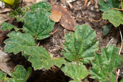 Cienfuegosia sulphurea
