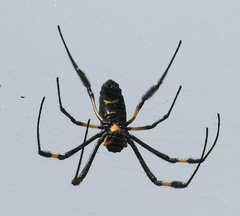 Trichonephila senegalensis