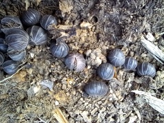 Armadillo officinalis