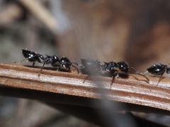 Crematogaster pilosa