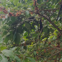 Iochroma arborescens