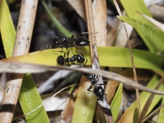 Crematogaster pilosa