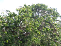 Bubulcus ibis