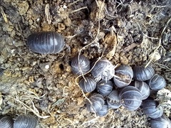 Armadillo officinalis