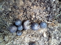 Armadillo officinalis