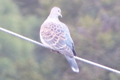 Streptopelia orientalis