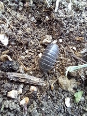 Armadillo officinalis