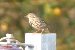 Anthus hodgsoni