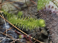 Lycopodiella