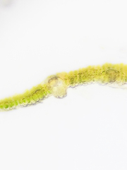 Fissidens dubius