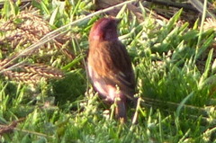 Carpodacus rodochroa
