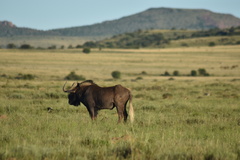 Connochaetes gnou