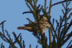 Anthus hodgsoni